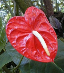 anthurium[1]