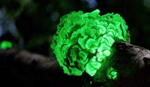 arcube bioluminscenza