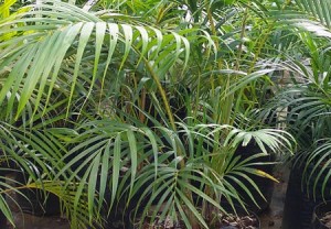 areca[1]
