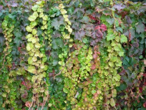 edera-rampicante_O1[1]