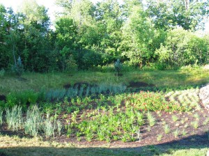 rain-garden-today[1]