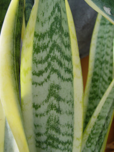 sanseveria[1]